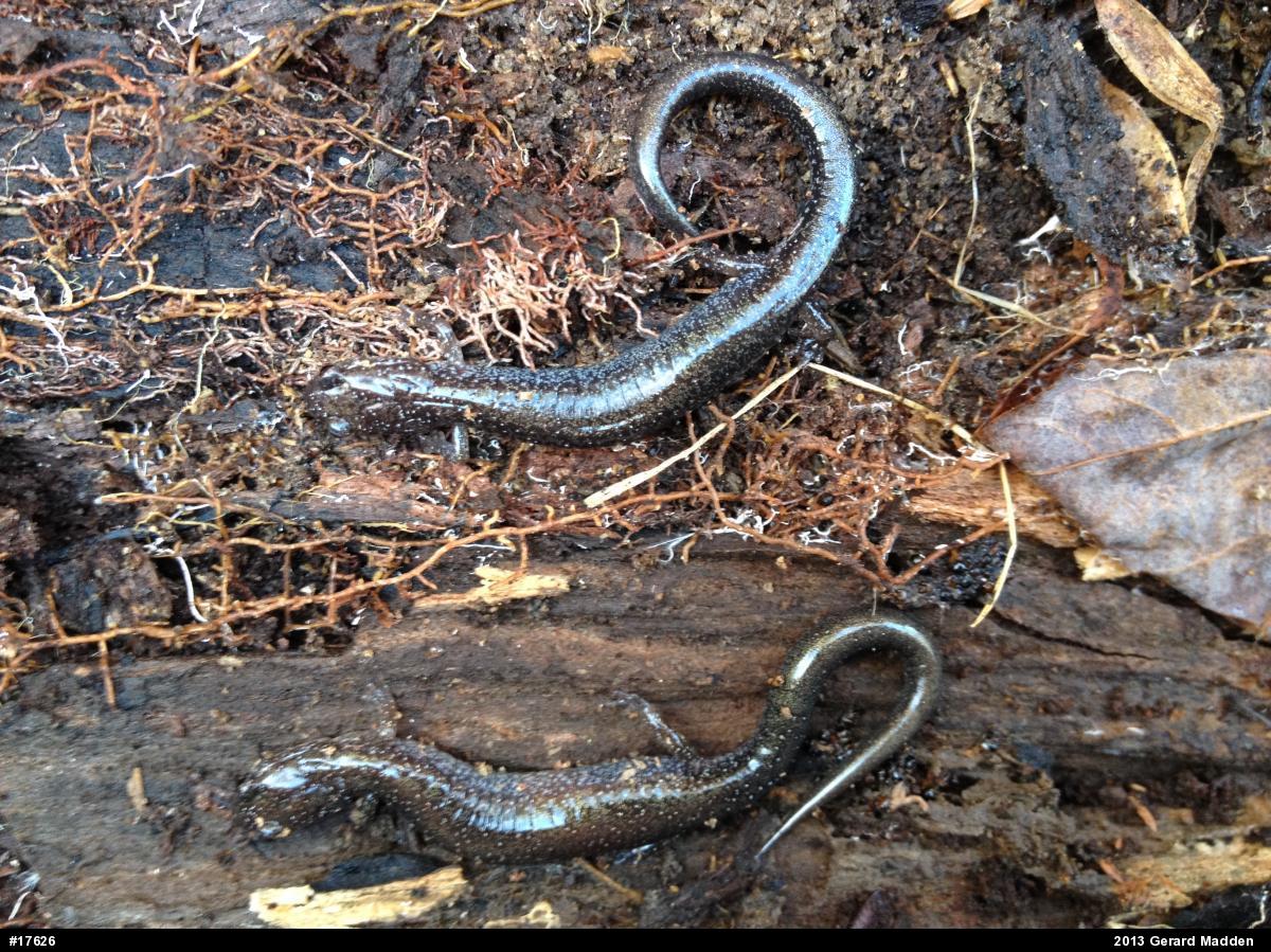 Eastern Red-backed  Salamander
