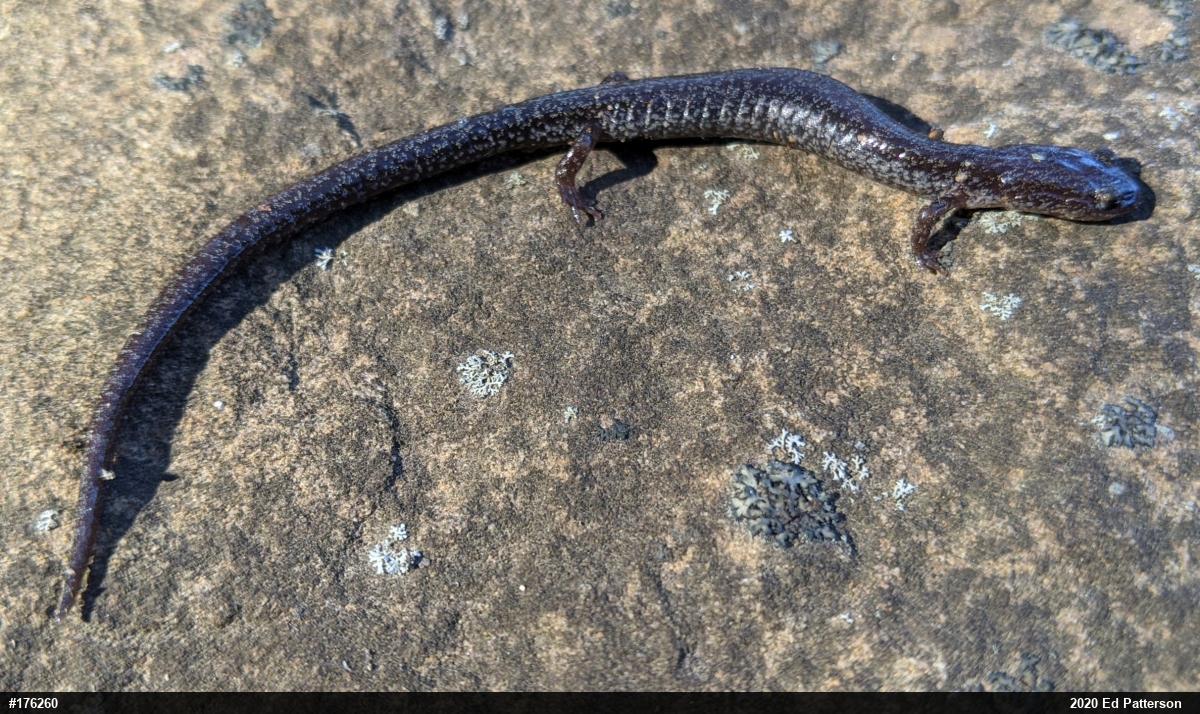 Valley And Ridge Salamander