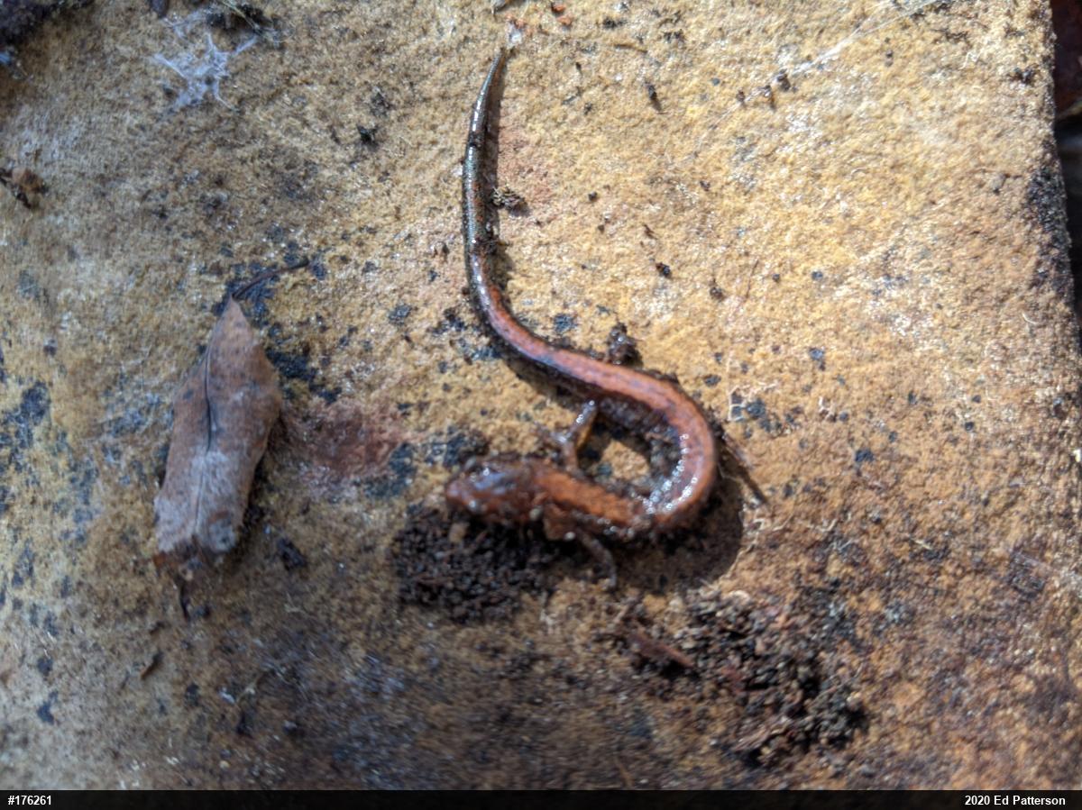 Eastern Red-backed  Salamander