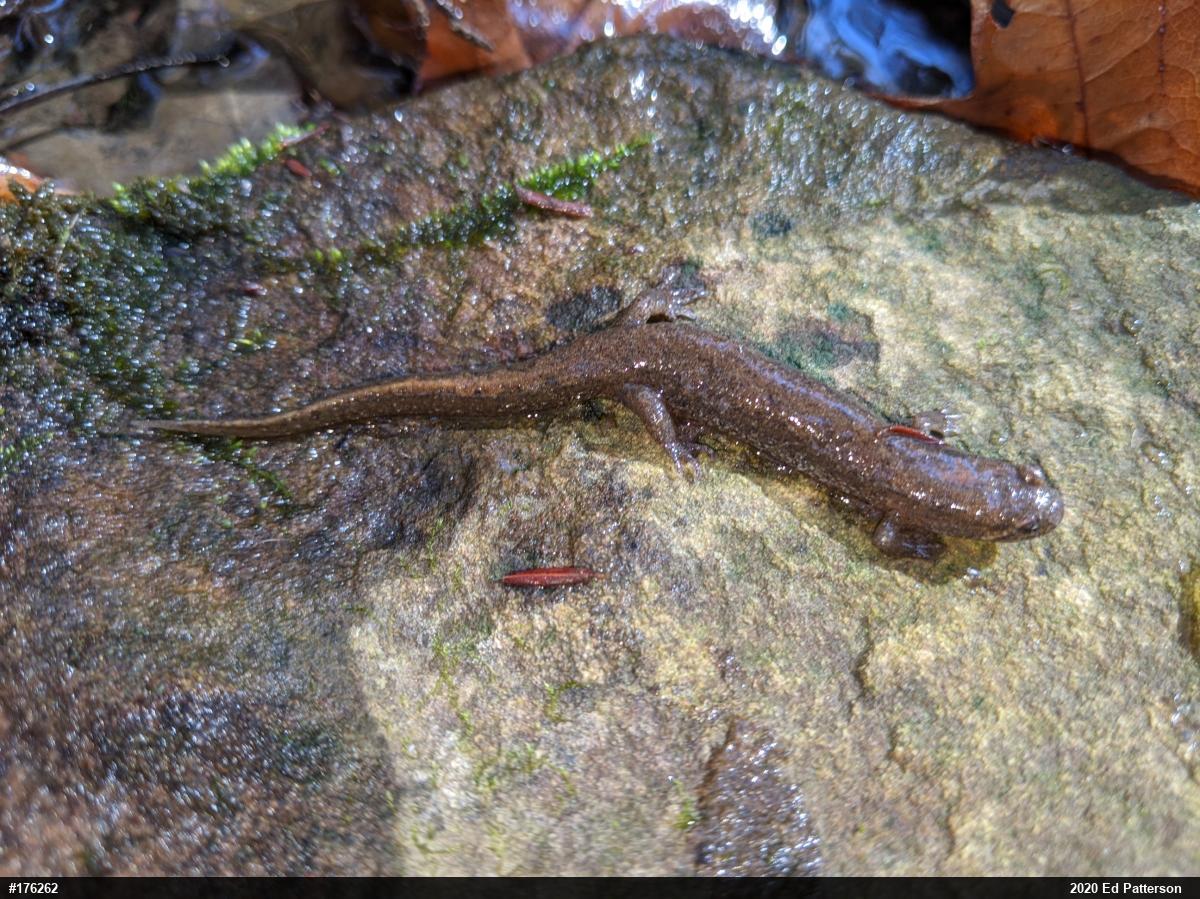 Northern Dusky Salamander