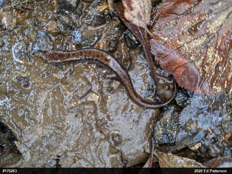 Allegheny Mountain Dusky Salamander