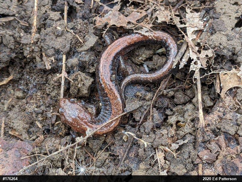 Eastern Red-backed  Salamander