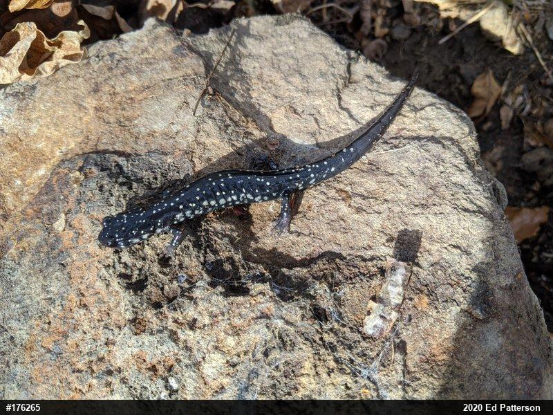 Northern Slimy Salamander