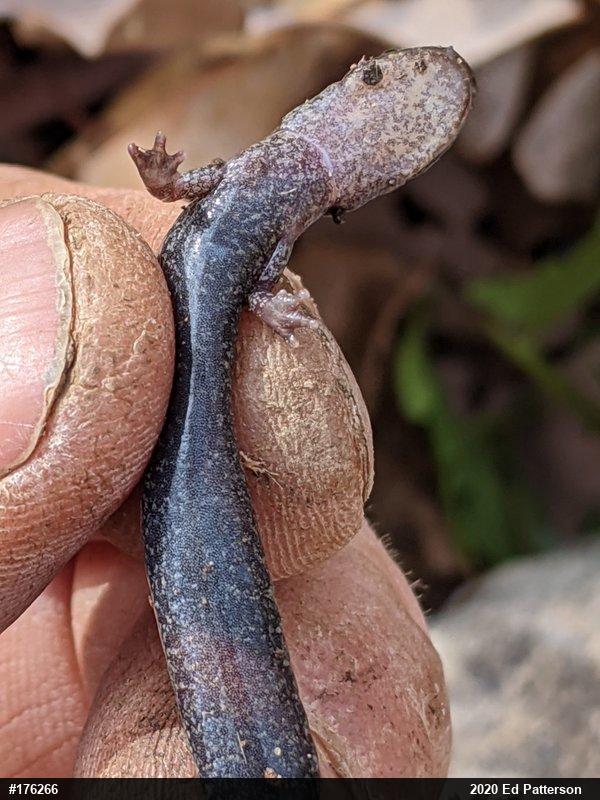 Valley And Ridge Salamander