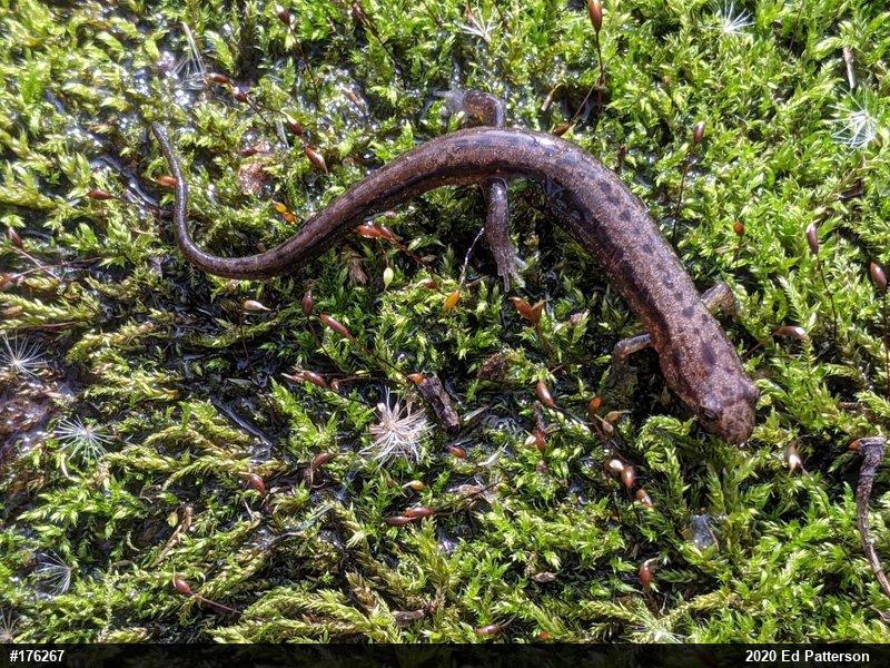 Allegheny Mountain Dusky Salamander