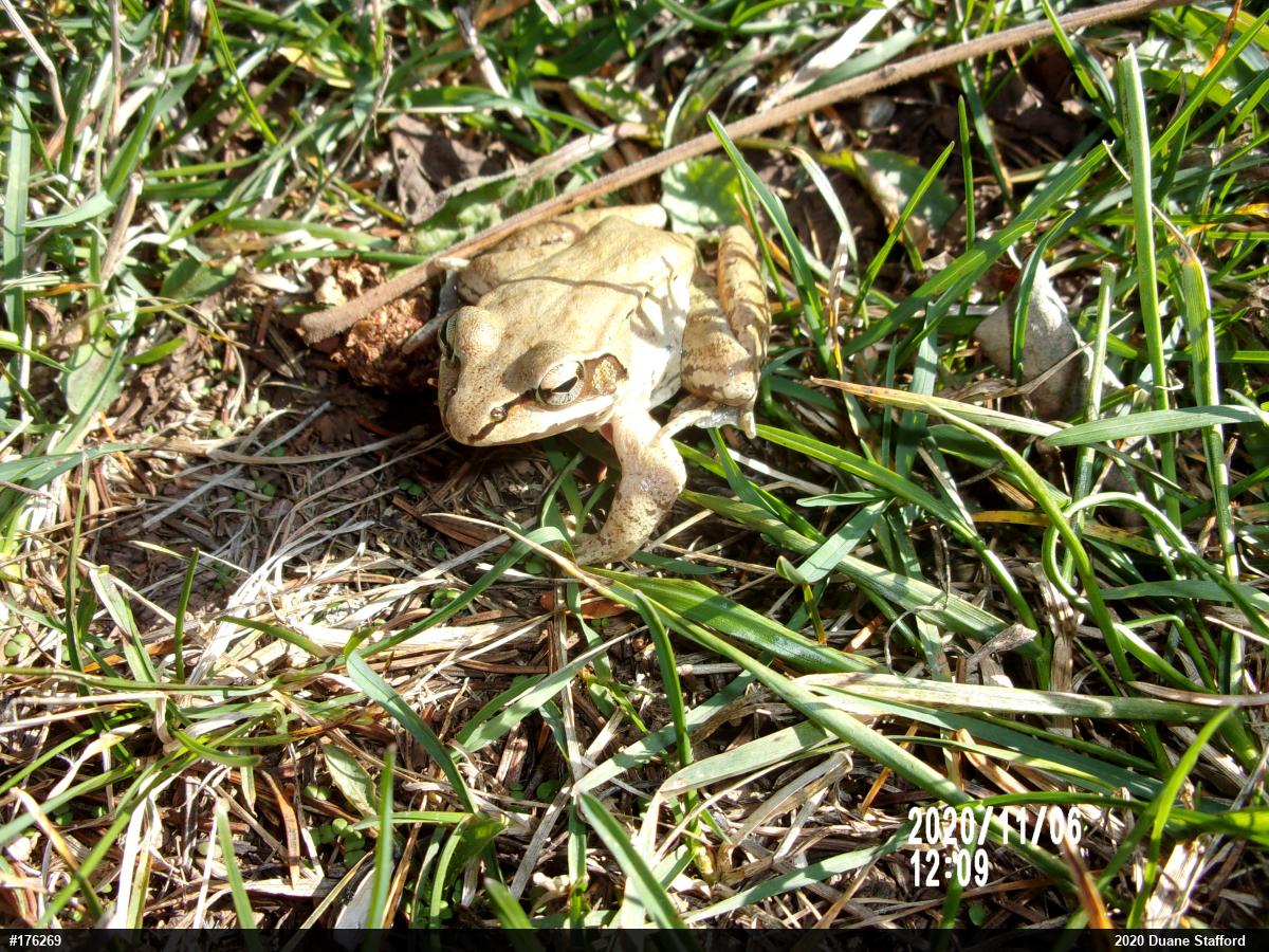 Wood Frog