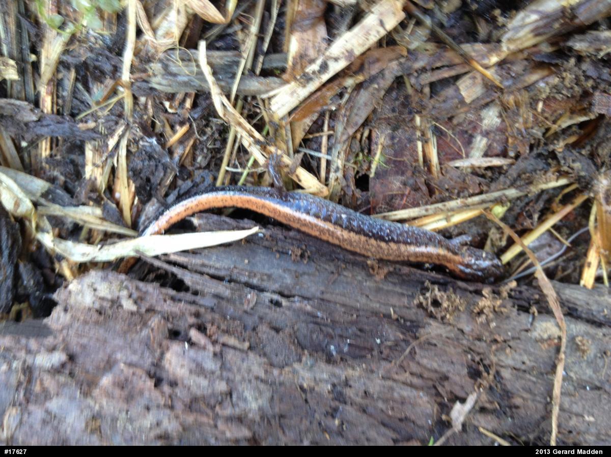 Eastern Red-backed  Salamander