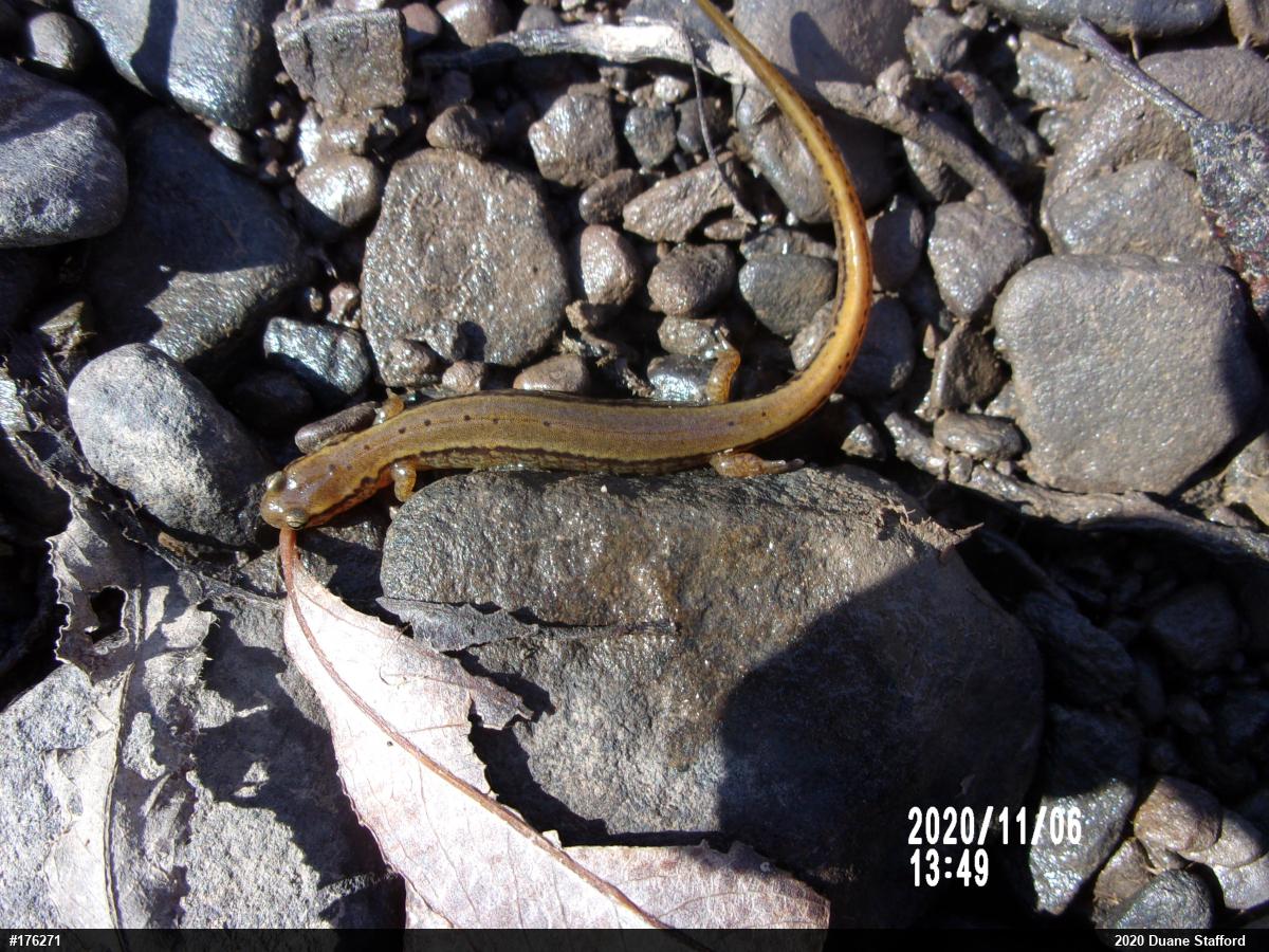 Northern Two-lined Salamander