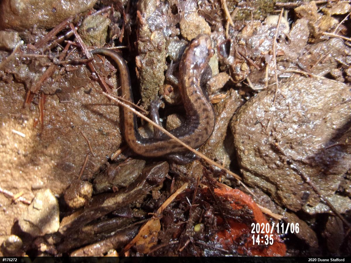 Allegheny Mountain Dusky Salamander