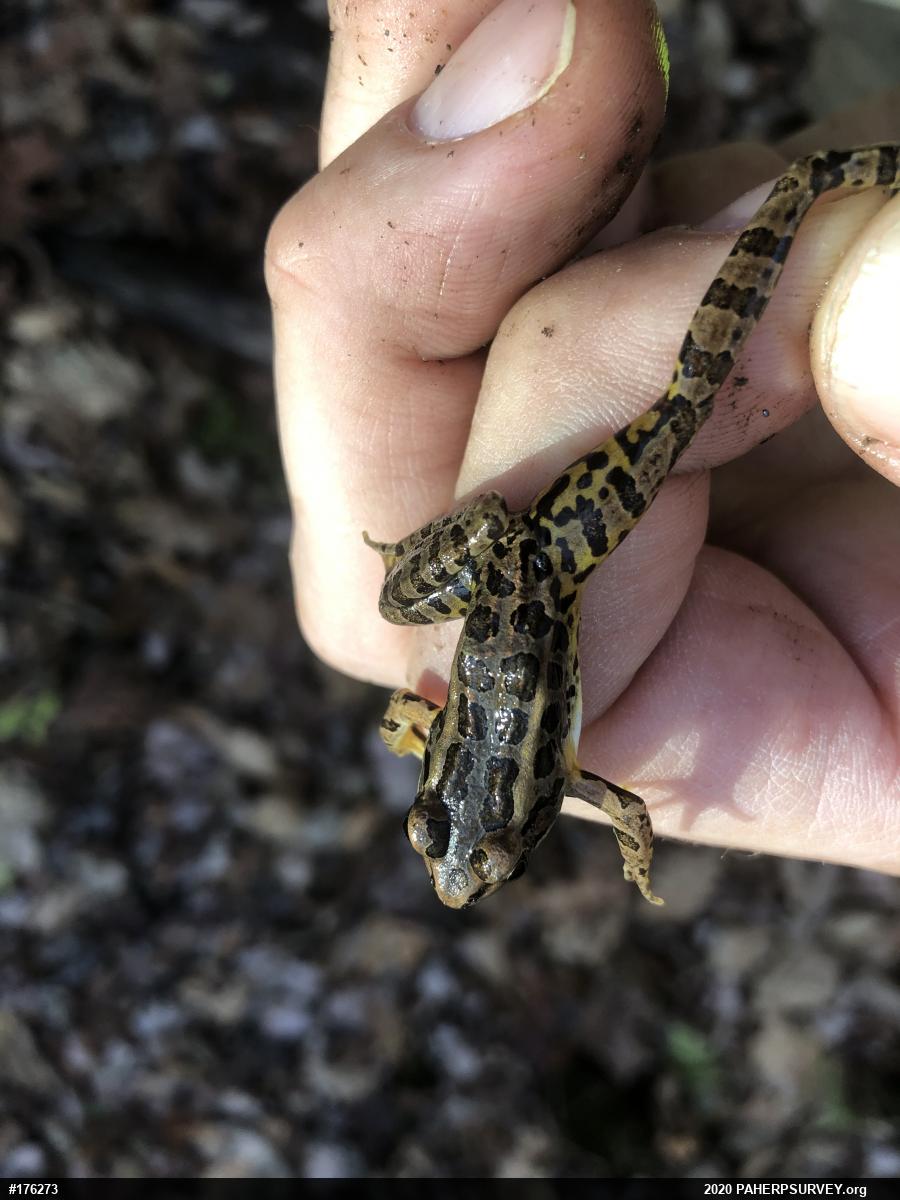 Pickerel Frog