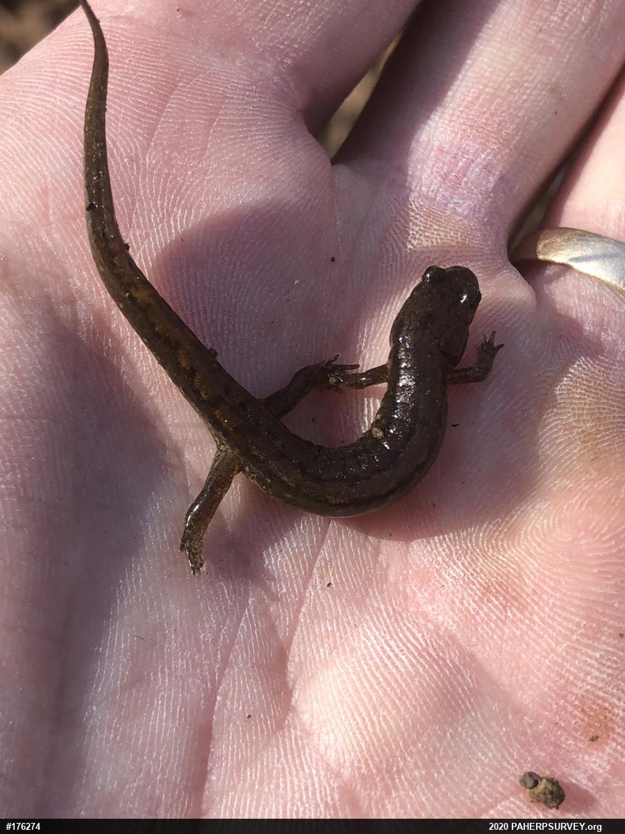 Northern Dusky Salamander