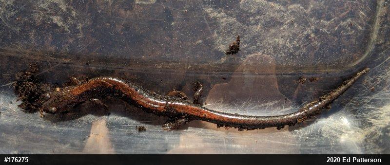 Eastern Red-backed  Salamander