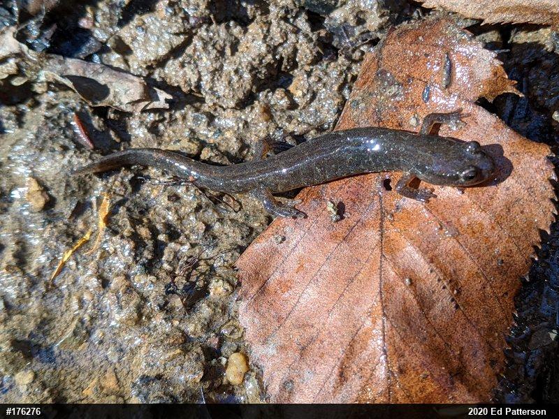 Northern Dusky Salamander