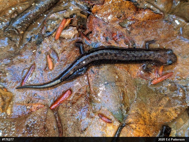 Allegheny Mountain Dusky Salamander