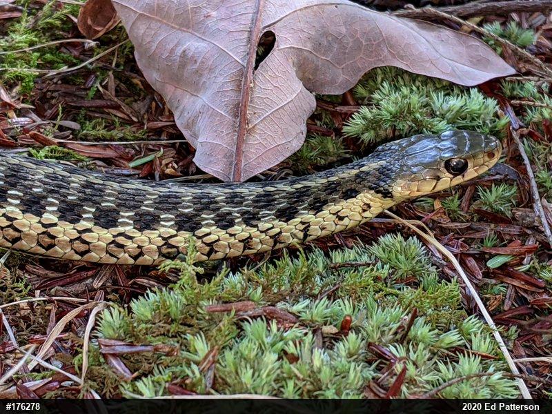 Eastern Gartersnake