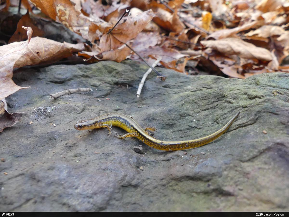 Northern Two-lined Salamander