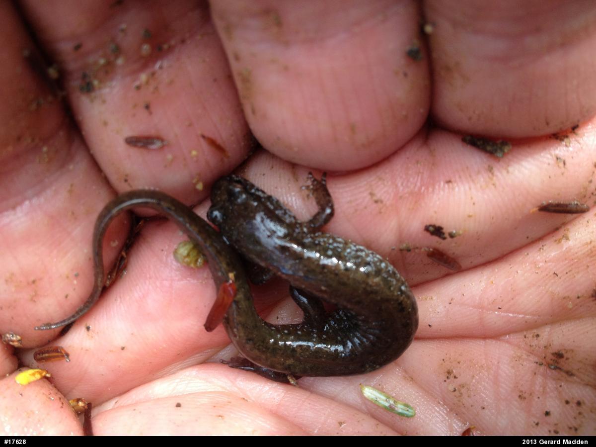 Northern Dusky Salamander