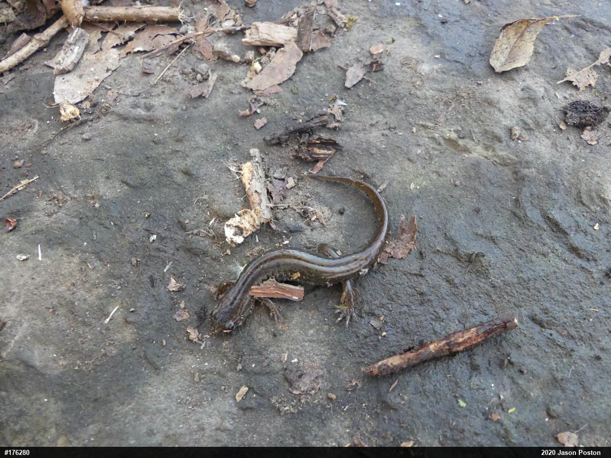 Northern Dusky Salamander