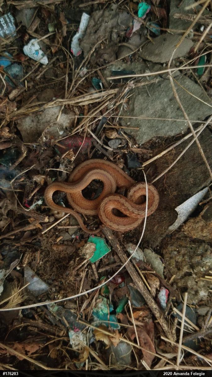 Dekay's Brownsnake