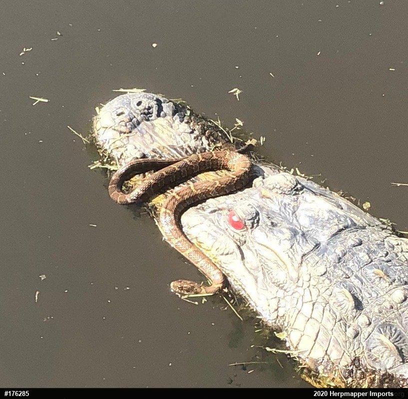 Northern Watersnake