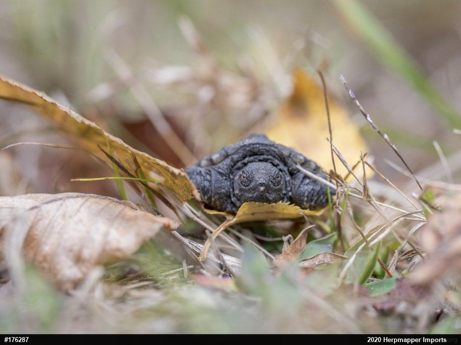 Snapping Turtle