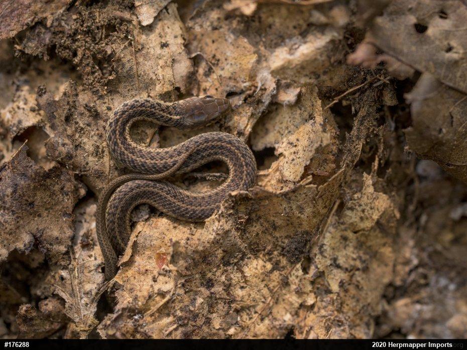 Eastern Gartersnake