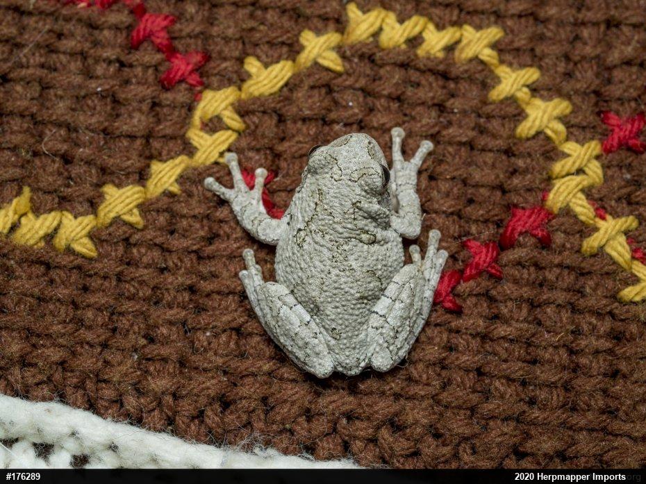 Unknown Gray Treefrog