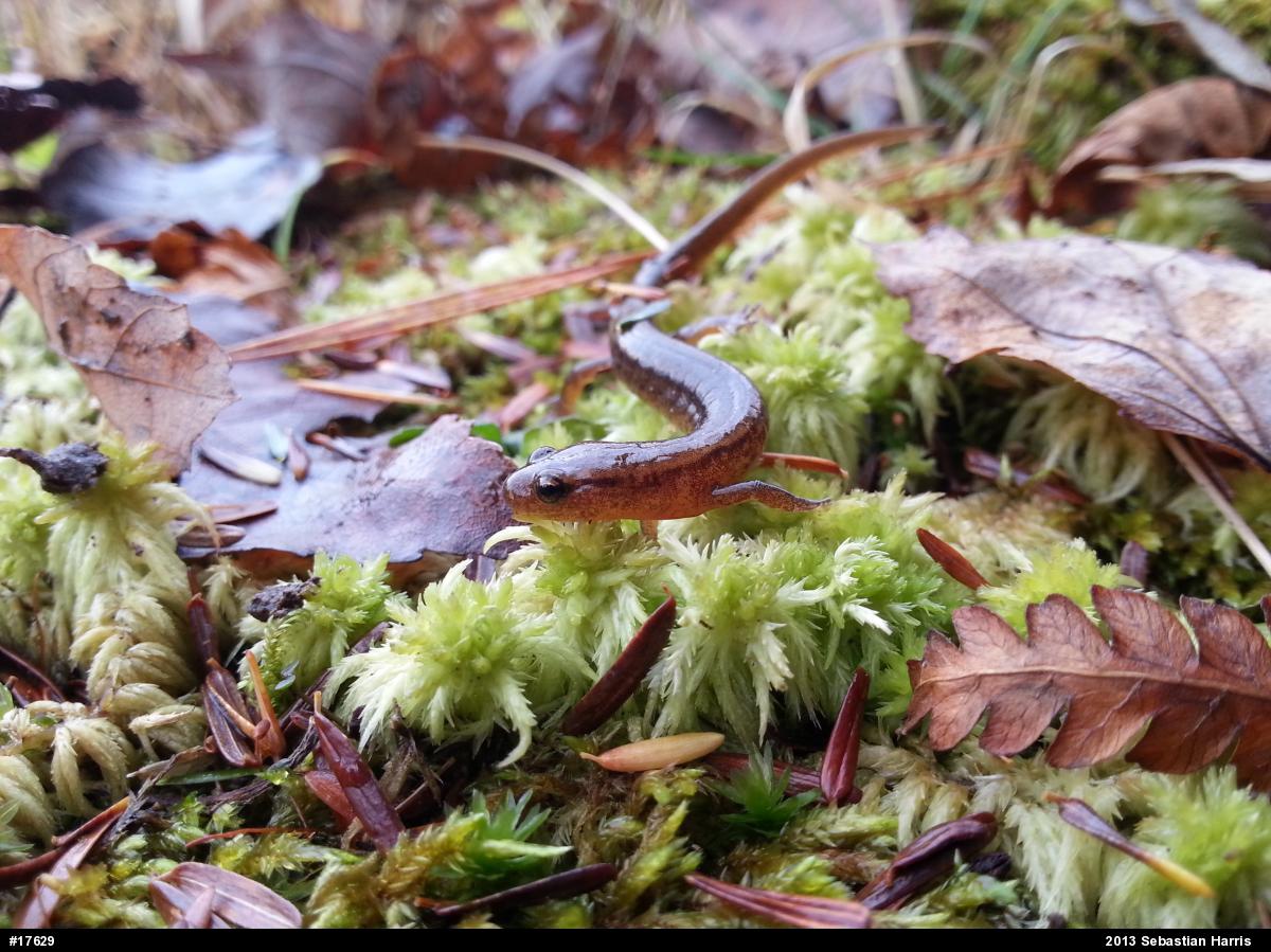 Northern Two-lined Salamander