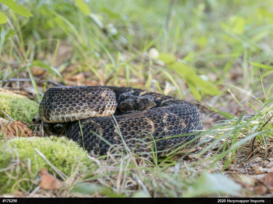 Timber Rattlesnake