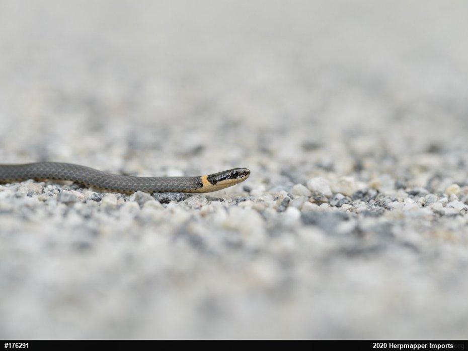 Northern Ring-necked Snake