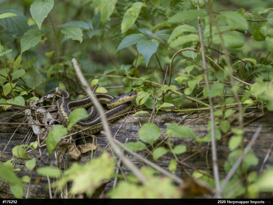 Eastern Gartersnake