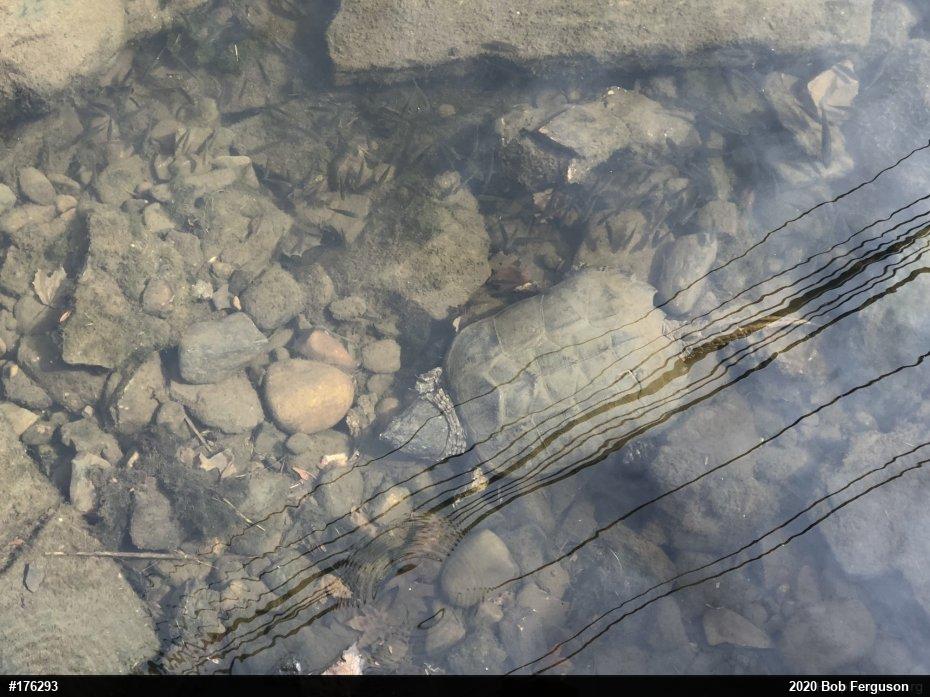 Snapping Turtle