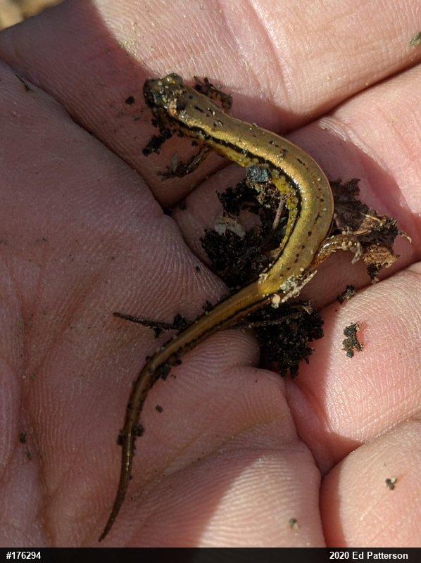 Northern Two-lined Salamander