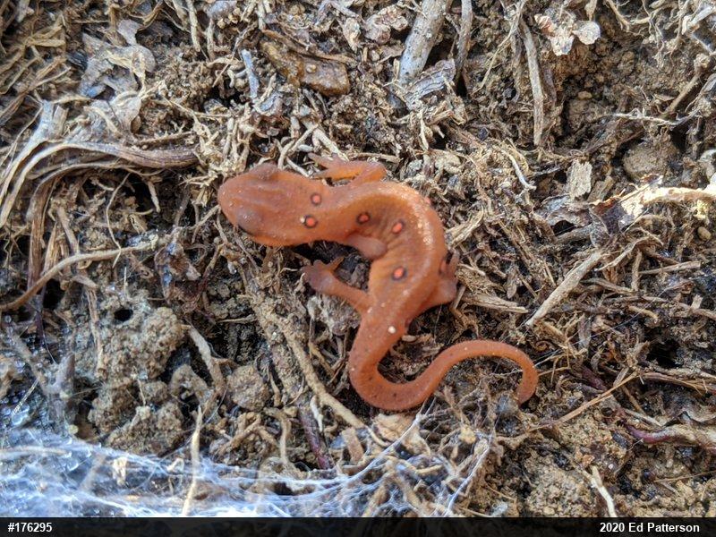 Red-spotted Newt