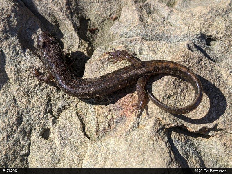 Northern Dusky Salamander