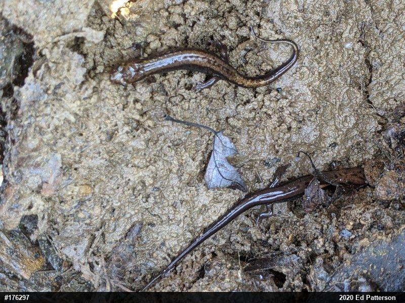 Allegheny Mountain Dusky Salamander