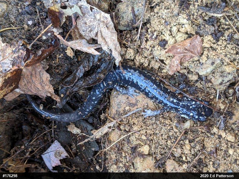 Northern Slimy Salamander