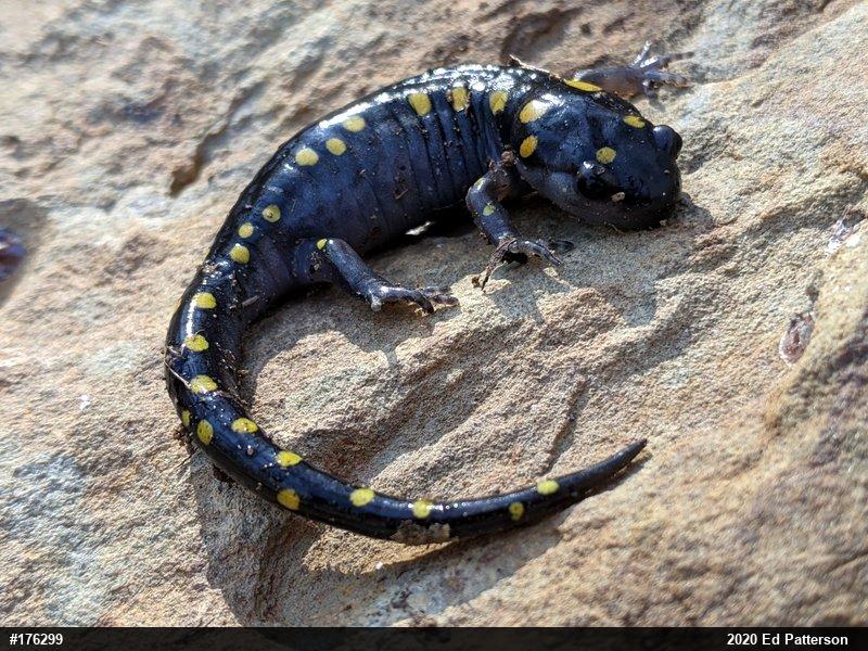 Spotted Salamander