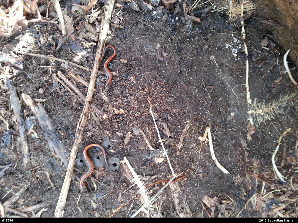 Eastern Red-backed  Salamander