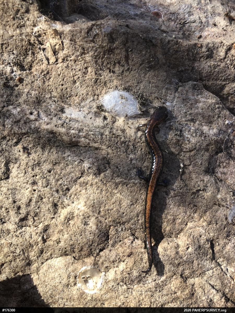 Eastern Red-backed  Salamander