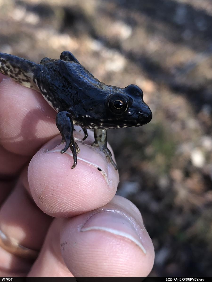 Green Frog