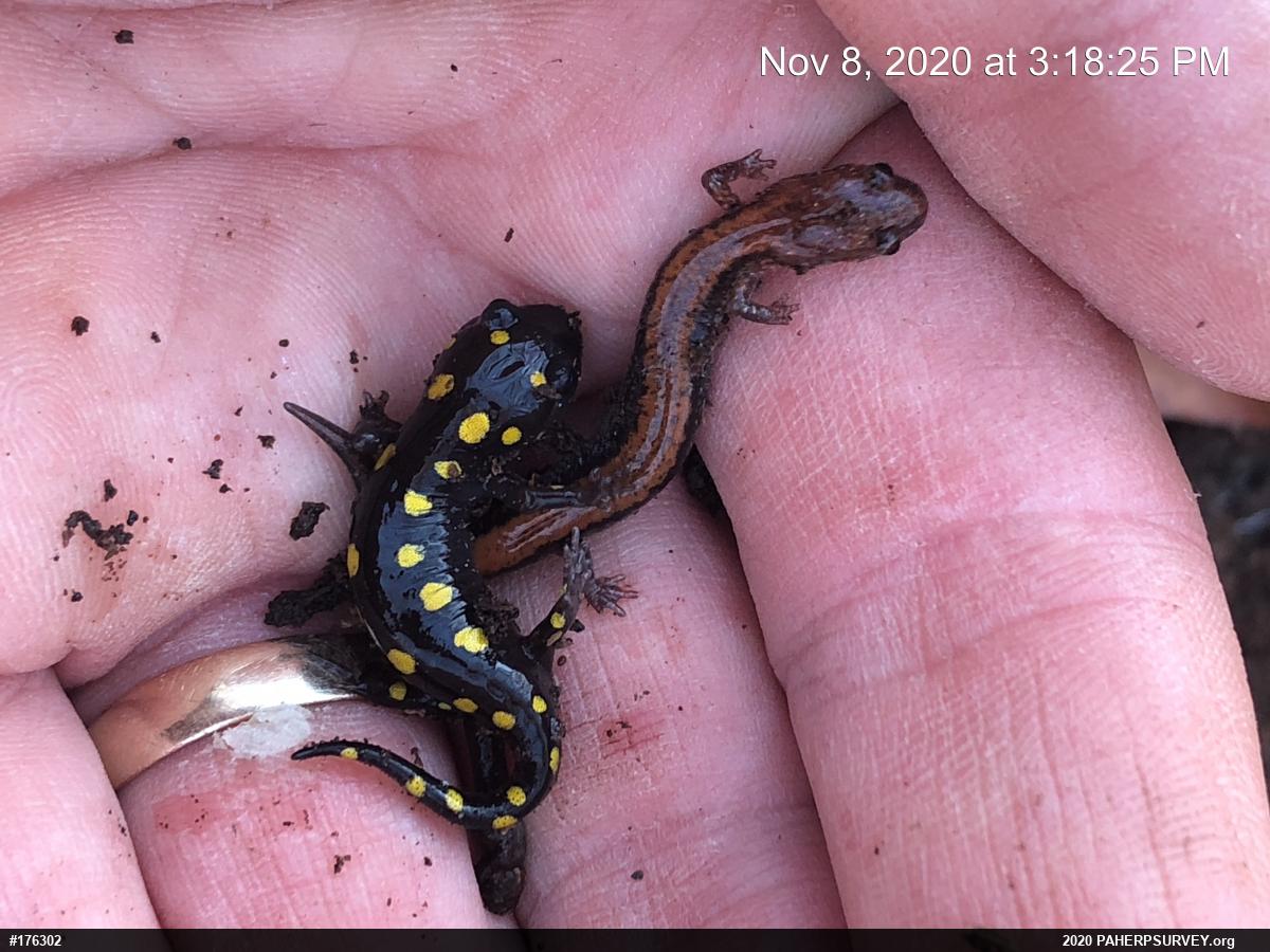Spotted Salamander