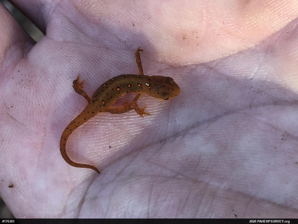 Red-spotted Newt