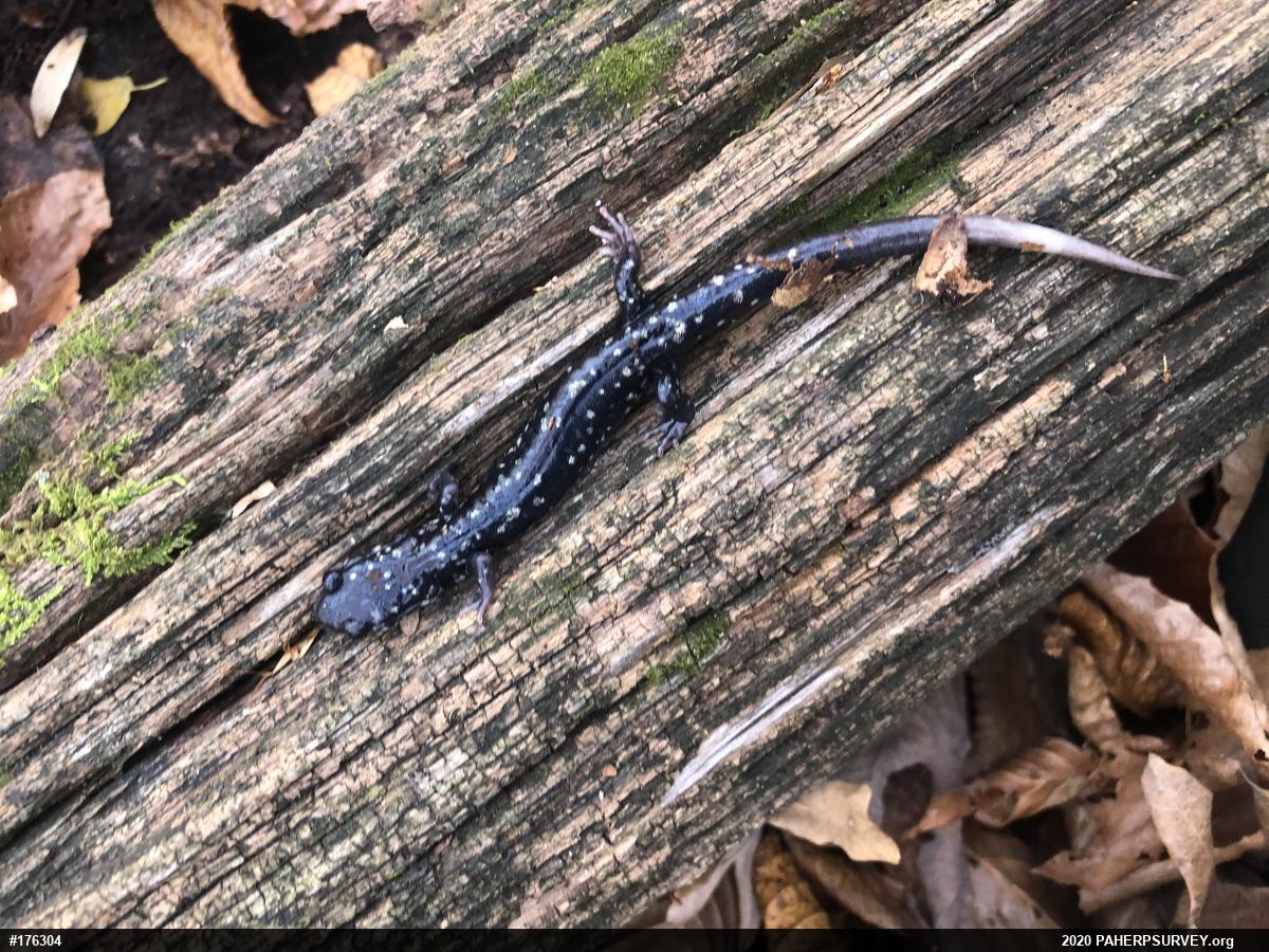 Northern Slimy Salamander