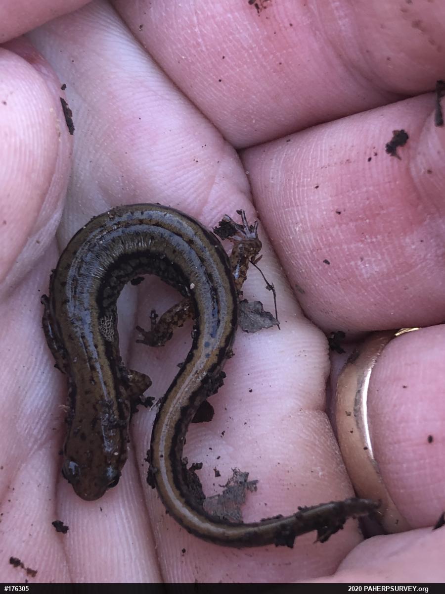 Northern Two-lined Salamander