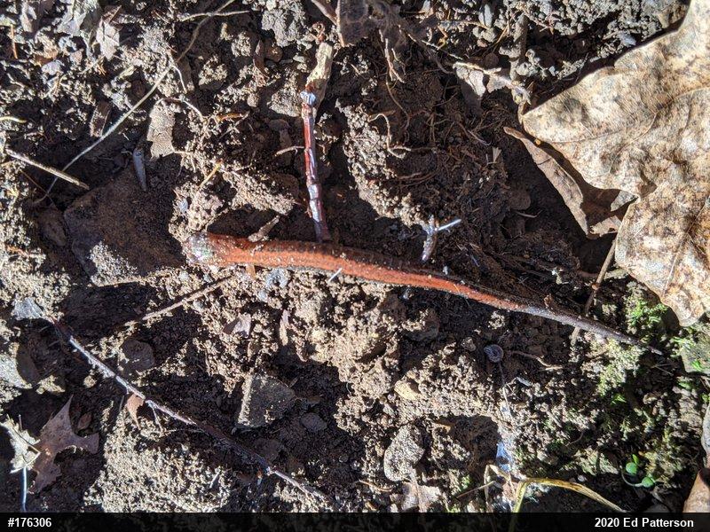 Eastern Red-backed  Salamander