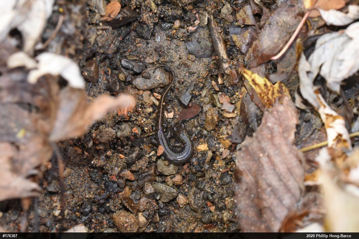 Northern Dusky Salamander