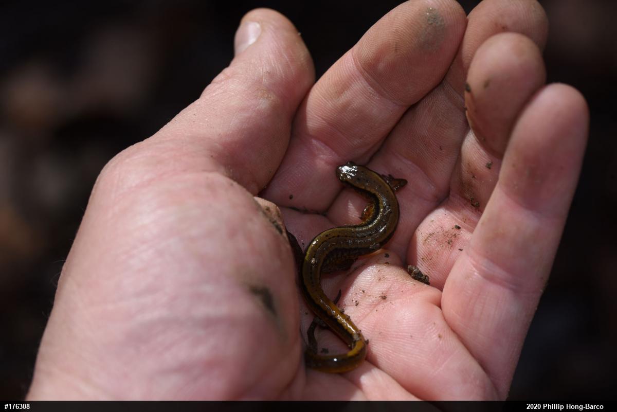 Northern Two-lined Salamander