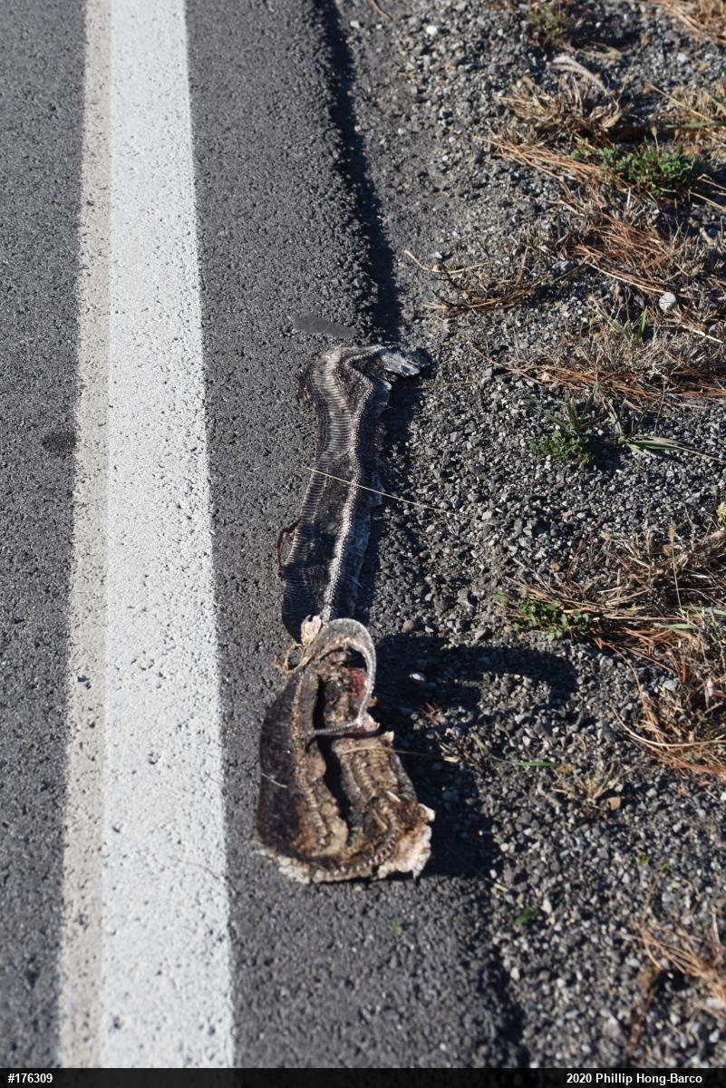 Eastern Ratsnake