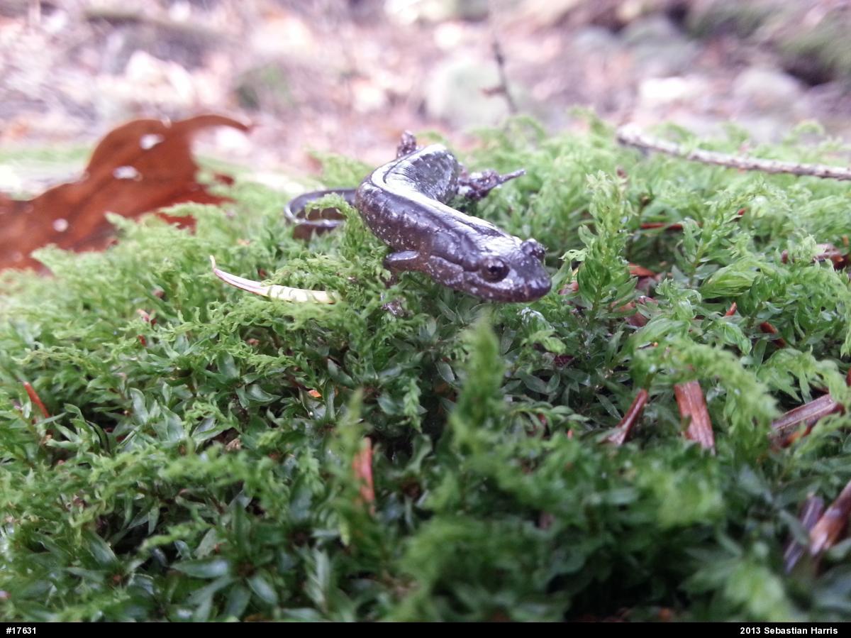 Northern Dusky Salamander